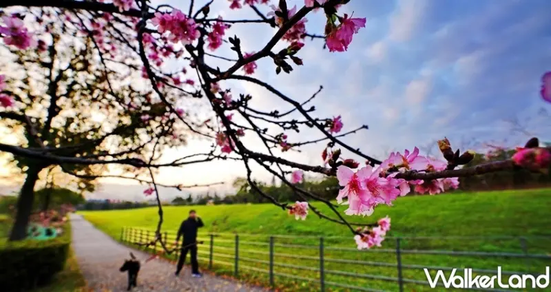 新店陽光公園櫻花大道 / WalkerLand窩客島整理提供 未經許可不可轉載