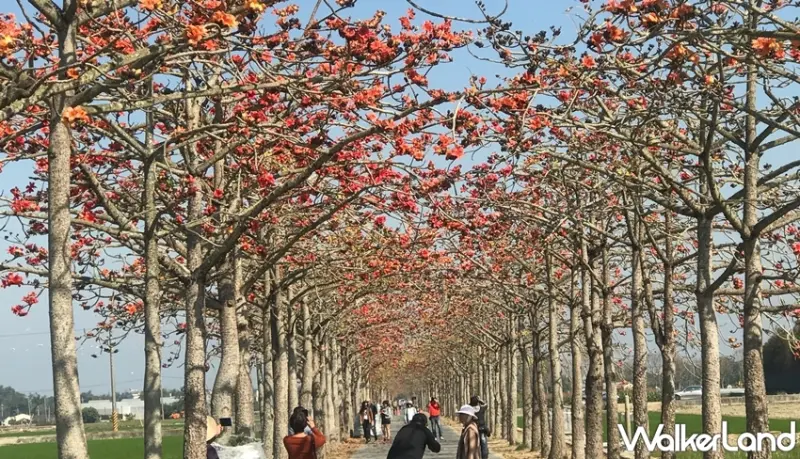 林初埤木棉花道  / WalkerLand窩客島提供 未經許可，不得轉載