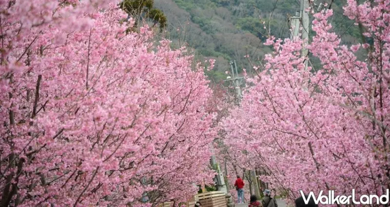 桃園賞櫻「2020北橫櫻花季」 / WalkerLand窩客島整理提供 未經許可不可轉載