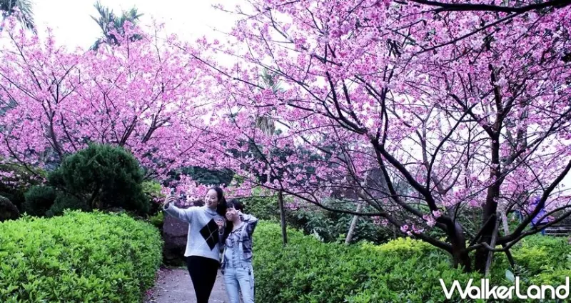 淡水天元宮櫻花 / WalkerLand窩客島整理提供 未經許可不可轉載