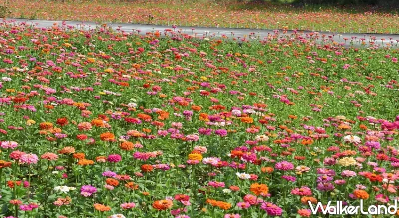 仁德中洲樂農遊 / WalkerLand窩客島提供 未經許可，不得轉載