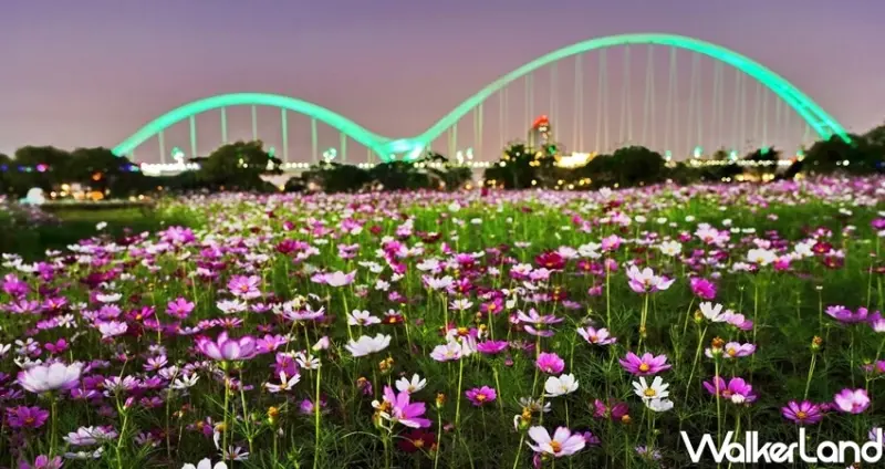 新莊景點「新月橋大波斯菊花海」 / WalkerLand窩客島整理提供 未經許可不可轉載