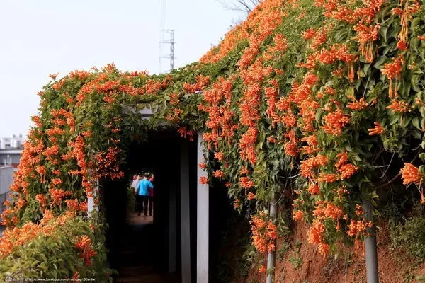 窩客 奶茶不甜 提供 未經許可，不得轉載