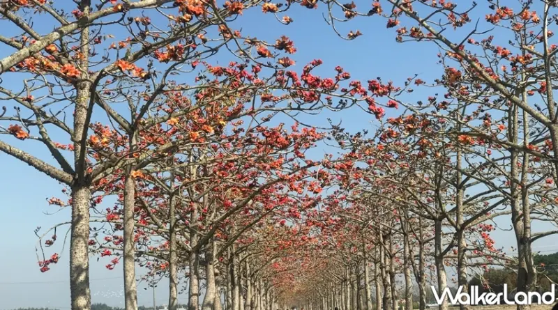 林初埤木棉花道  / WalkerLand窩客島提供 未經許可，不得轉載