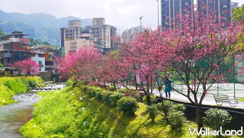 康誥坑溪櫻花道 / WalkerLand窩客島提供 未經許可，不得轉載