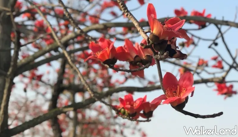 林初埤木棉花道  / WalkerLand窩客島提供 未經許可，不得轉載