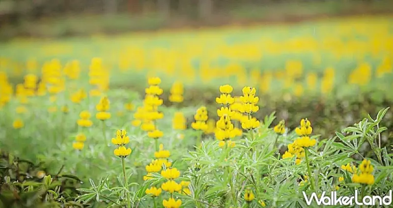 桃園龍潭「2020戀戀魯冰花」 / WalkerLand窩客島整理提供 未經許可不可轉載