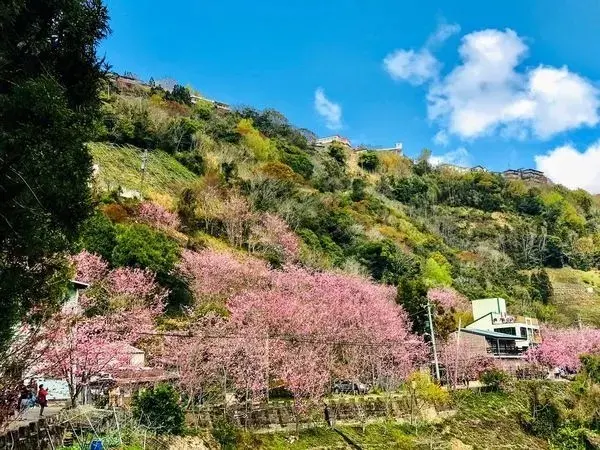 旅遊窩客 大海愛上藍天 曾在「中巴陵櫻木花道」