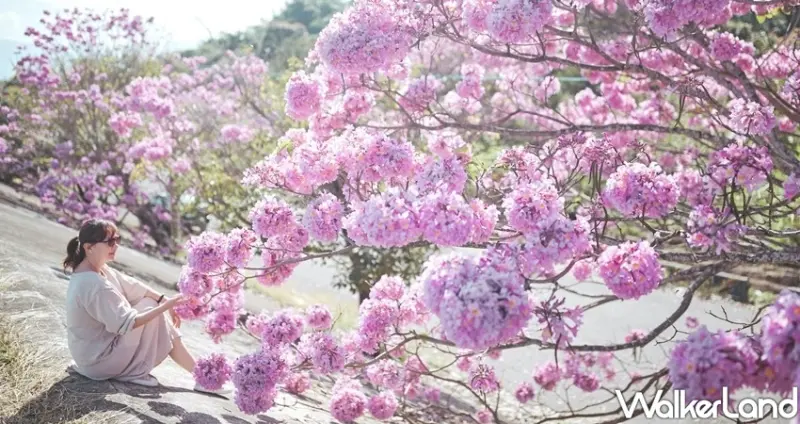 嘉義景點「中埔赤蘭溪 紅花風鈴花」 / WalkerLand窩客島整理提供 未經許可不可轉載