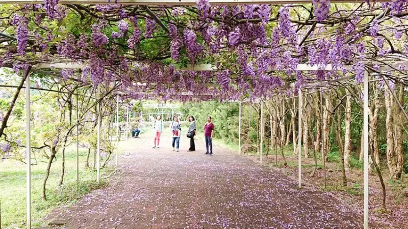 淡水「紫藤咖啡園」 / WalkerLand窩客島整理提供 未經許可不可轉載