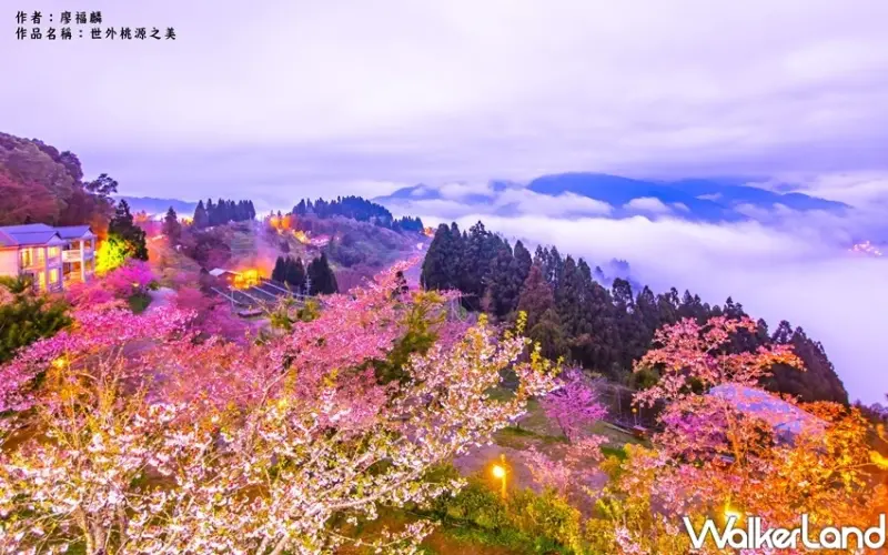 桃園賞櫻「2020北橫櫻花季」 / WalkerLand窩客島整理提供 未經許可不可轉載