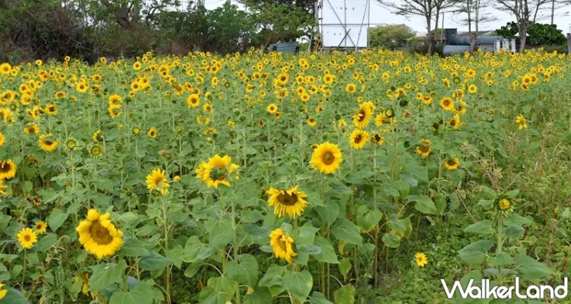 仁德中洲樂農遊 / WalkerLand窩客島提供 未經許可，不得轉載