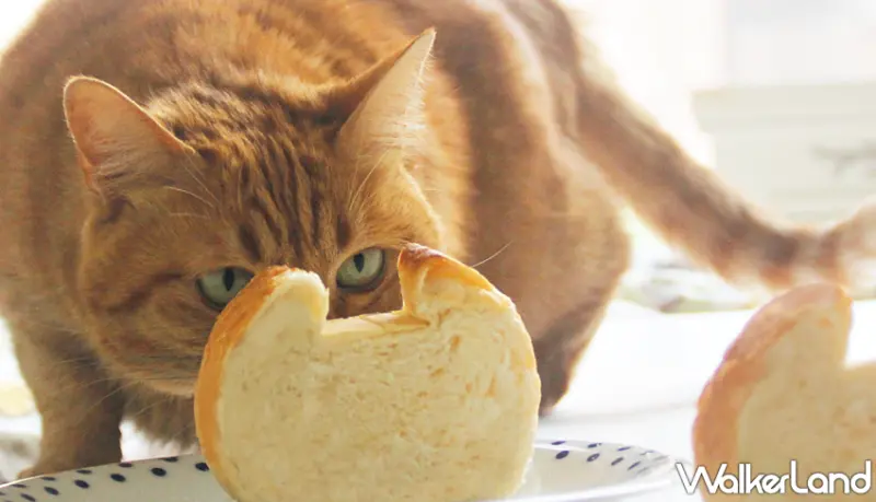 貓咪吐司 / WalkerLand窩客島提供 未經許可，不得轉載