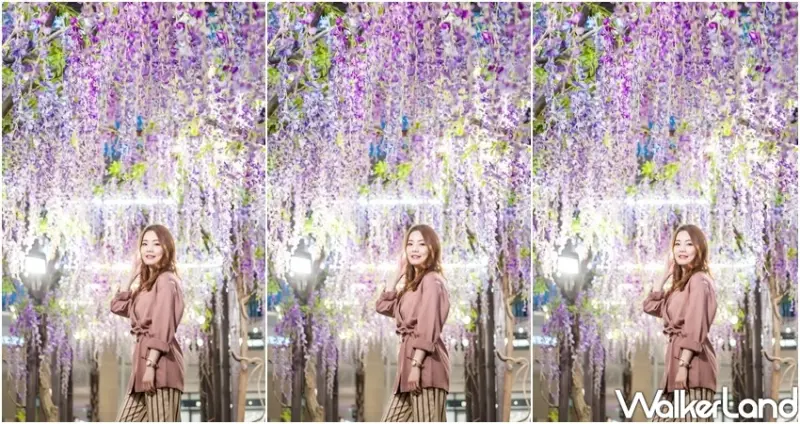 林口三井OUTLET「紫藤花」 / WalkerLand窩客島整理提供 未經許可不可轉載