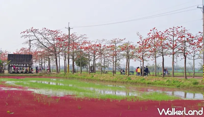 林初埤木棉花道  / WalkerLand窩客島提供 未經許可，不得轉載