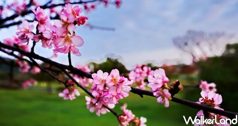 新店陽光公園櫻花大道 / WalkerLand窩客島整理提供 未經許可不可轉載