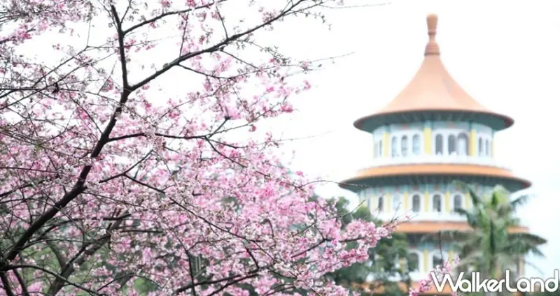 淡水天元宮櫻花 / WalkerLand窩客島整理提供 未經許可不可轉載