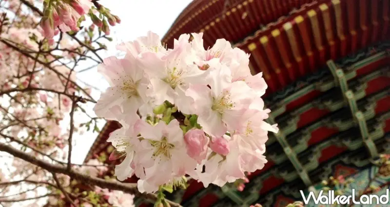 淡水天元宮櫻花 / WalkerLand窩客島整理提供 未經許可不可轉載