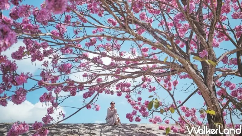 嘉義景點「中埔赤蘭溪 紅花風鈴花」 / WalkerLand窩客島整理提供 未經許可不可轉載