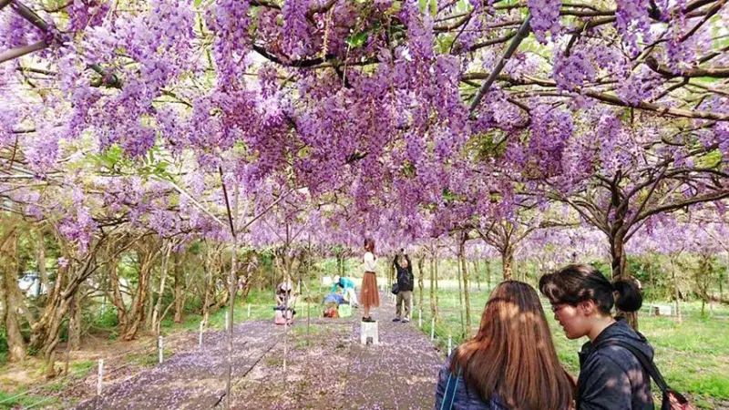 淡水「紫藤咖啡園」 / WalkerLand窩客島整理提供 未經許可不可轉載