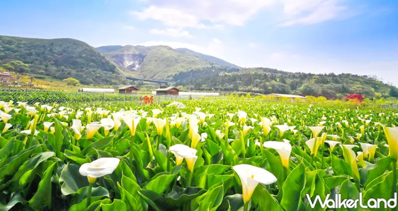 竹子湖海芋季 / WalkerLand窩客島整理提供 未經許可不可轉載