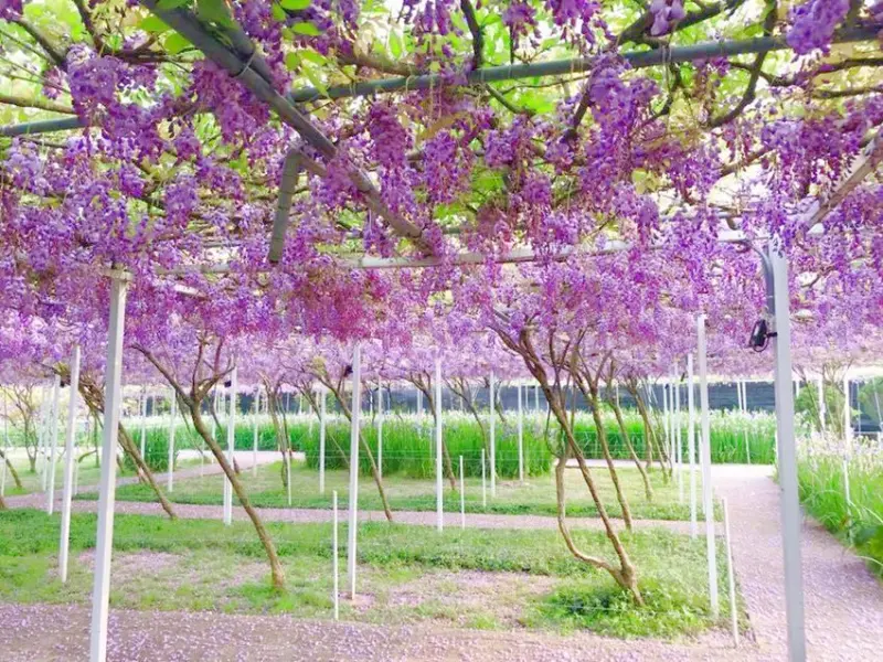 淡水「紫藤咖啡園」 / WalkerLand窩客島整理提供 未經許可不可轉載