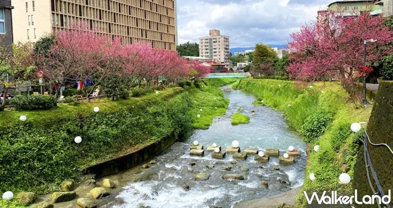 康誥坑溪櫻花道 / WalkerLand窩客島提供 未經許可，不得轉載