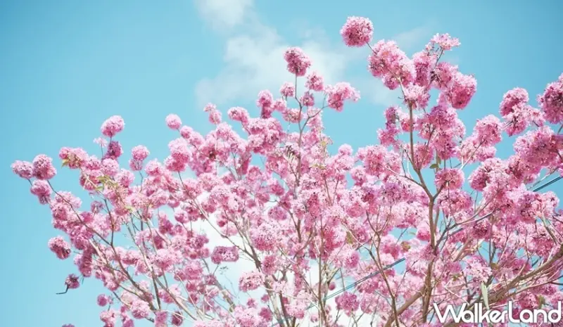 嘉義景點「中埔赤蘭溪 紅花風鈴花」 / WalkerLand窩客島整理提供 未經許可不可轉載