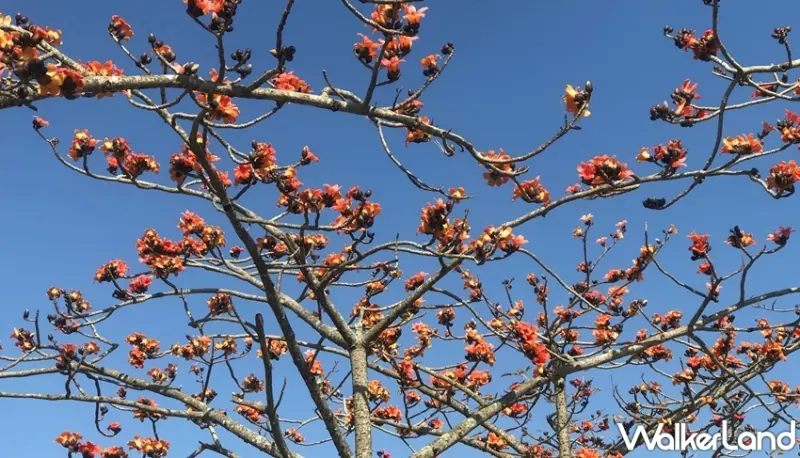 林初埤木棉花道  / WalkerLand窩客島提供 未經許可，不得轉載