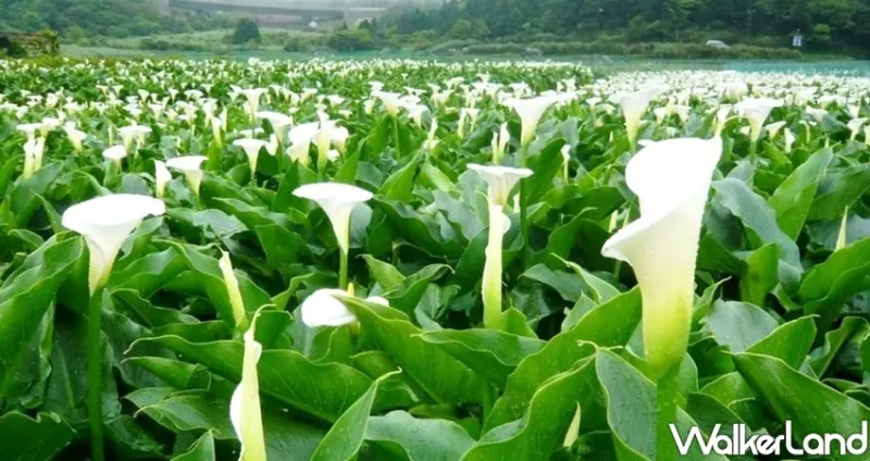 竹子湖海芋季 / WalkerLand窩客島整理提供 未經許可不可轉載