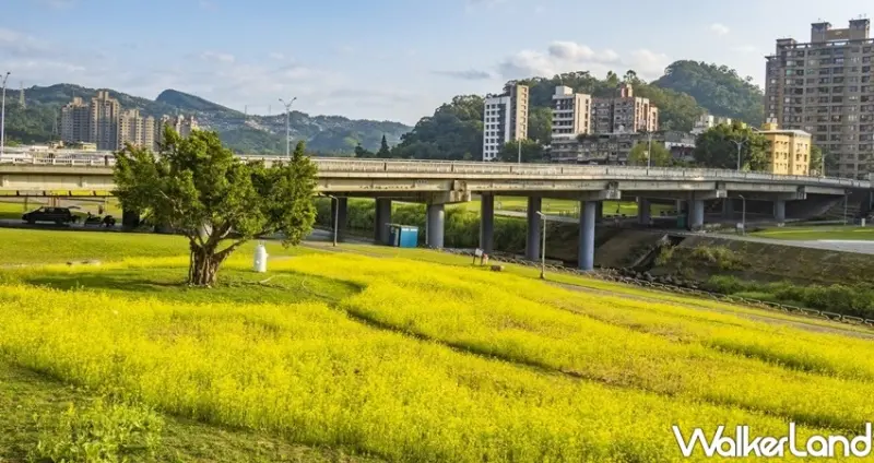 木柵「道南右岸河濱公園油菜花季」 / WalkerLand窩客島整理提供 未經許可不可轉載