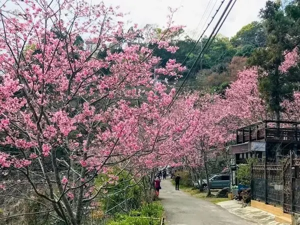 旅遊窩客 大海愛上藍天 曾在「中巴陵櫻木花道」