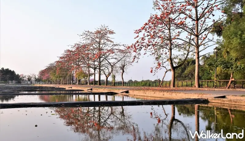 林初埤木棉花道  / WalkerLand窩客島提供 未經許可，不得轉載