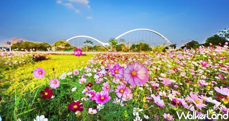 新莊景點「新月橋大波斯菊花海」 / WalkerLand窩客島整理提供 未經許可不可轉載