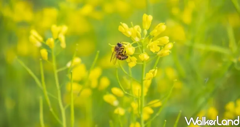 木柵「道南右岸河濱公園油菜花季」 / WalkerLand窩客島整理提供 未經許可不可轉載