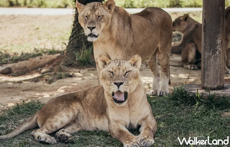 六福村 / WalkerLand窩客島整理提供 未經許可，不得轉載
