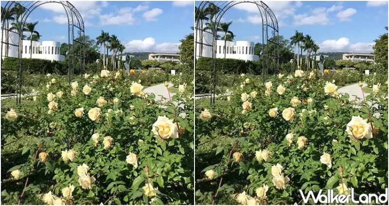 台北玫瑰展 / WalkerLand窩客島整理提供 未經許可不可轉載