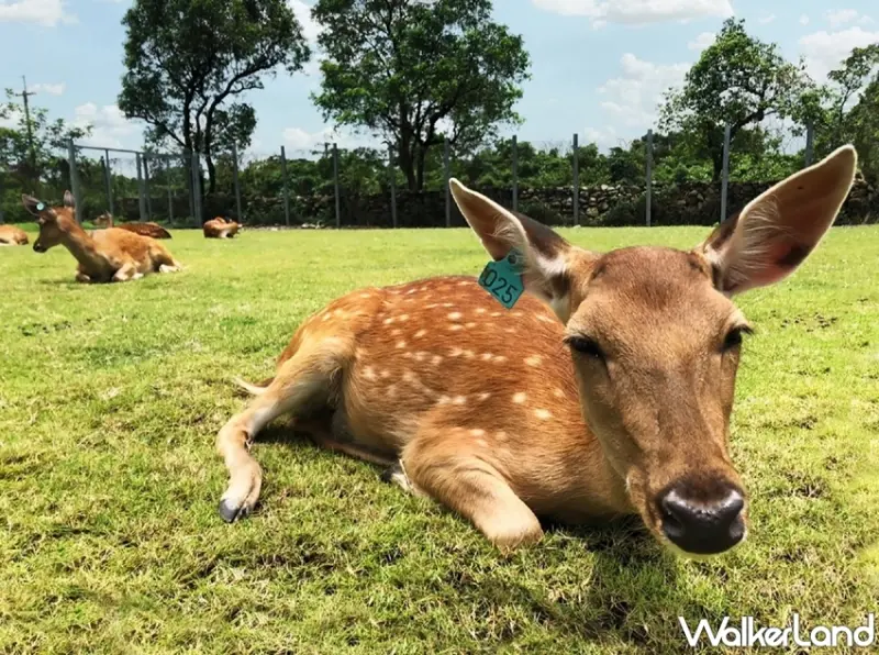 宜蘭綠舞國際觀光飯店