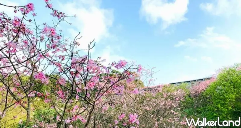 新店景點「騰龍御櫻」 / WalkerLand窩客島整理提供 未經許可不可轉載