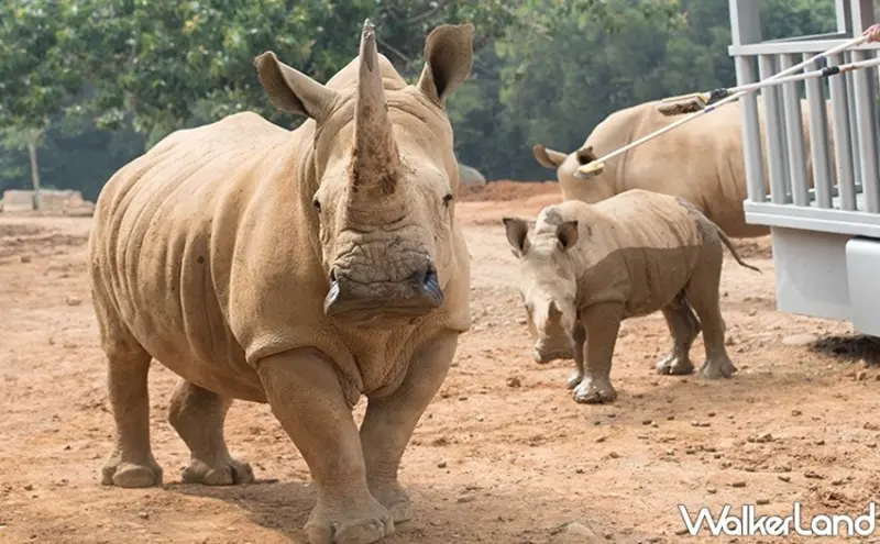 六福村 / WalkerLand窩客島整理提供 未經許可，不得轉載