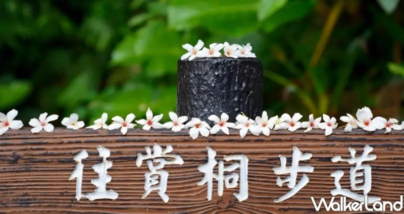 新北桐花祭 / WalkerLand窩客島整理提供 未經許可不可轉載
