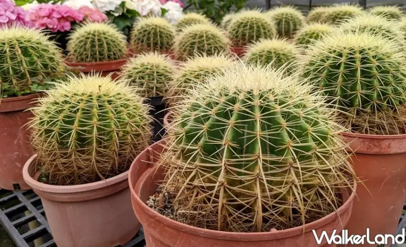 桃園石門水庫美食景點/ WalkerLand窩客島整理提供 未經許可不可轉載