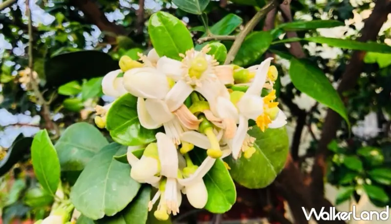 台南 / WalkerLand窩客島提供 未經許可，不得轉載