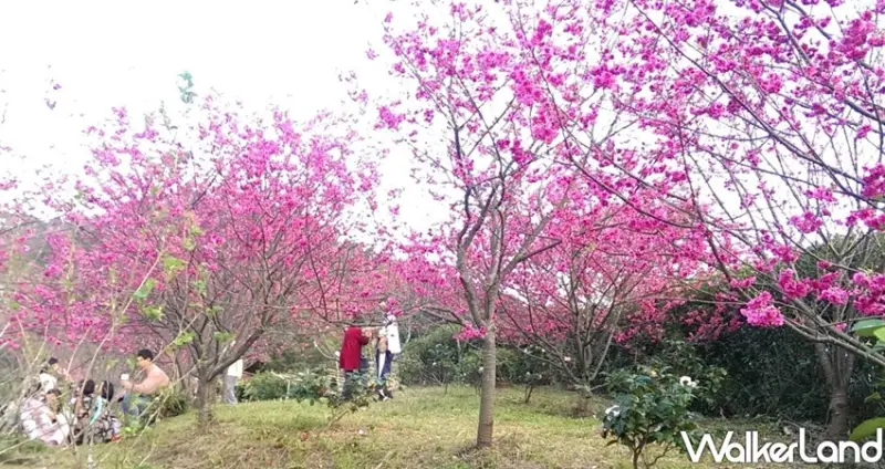 新店景點「騰龍御櫻」 / WalkerLand窩客島整理提供 未經許可不可轉載