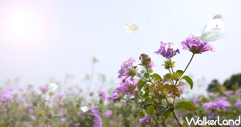 板橋蝴蝶公園「2020新北河濱蝶戀季」/ WalkerLand窩客島整理提供 未經許可不可轉載
