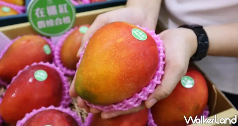 大苑子 在欉紅芒果冰沙 / WalkerLand窩客島提供 未經許可，不得轉載