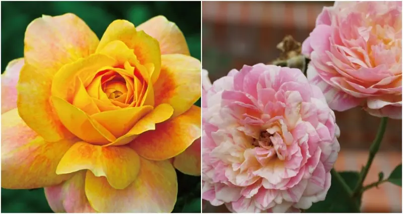 台北景點、新北景點/ WalkerLand窩客島整理提供 未經許可不可轉載