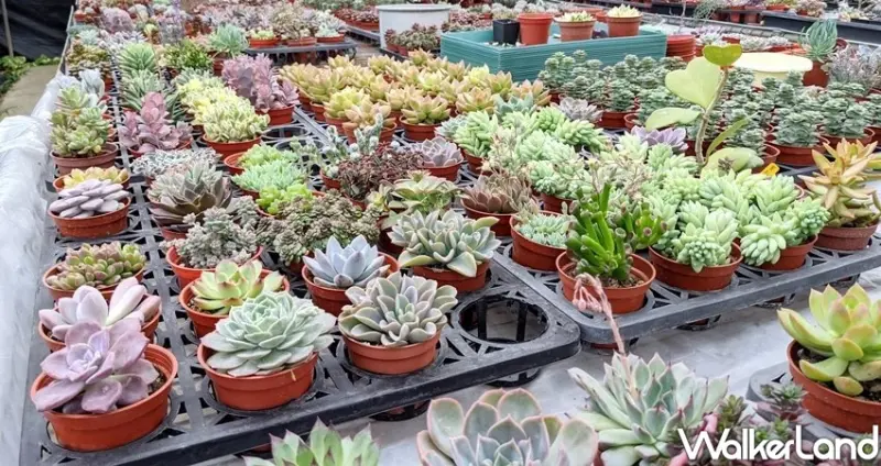 桃園石門水庫美食景點/ WalkerLand窩客島整理提供 未經許可不可轉載