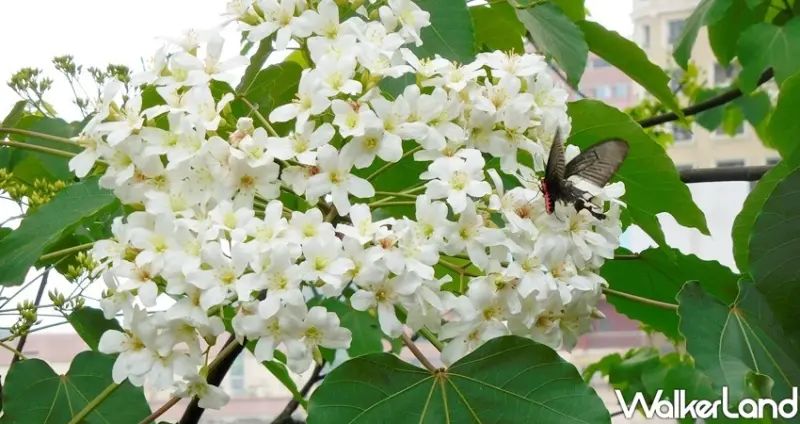 新北桐花祭 / WalkerLand窩客島整理提供 未經許可不可轉載