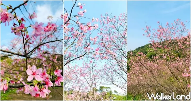 新店景點「騰龍御櫻」 / WalkerLand窩客島整理提供 未經許可不可轉載